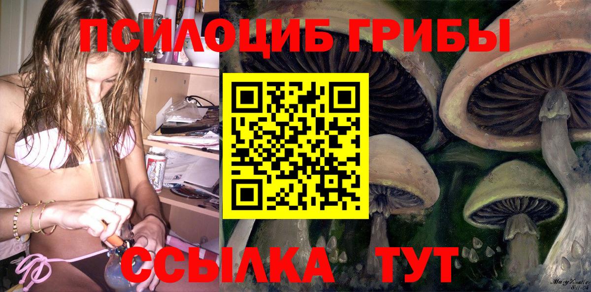 Псилоцибиновые грибы Psilocybine cubensis Кольчугино